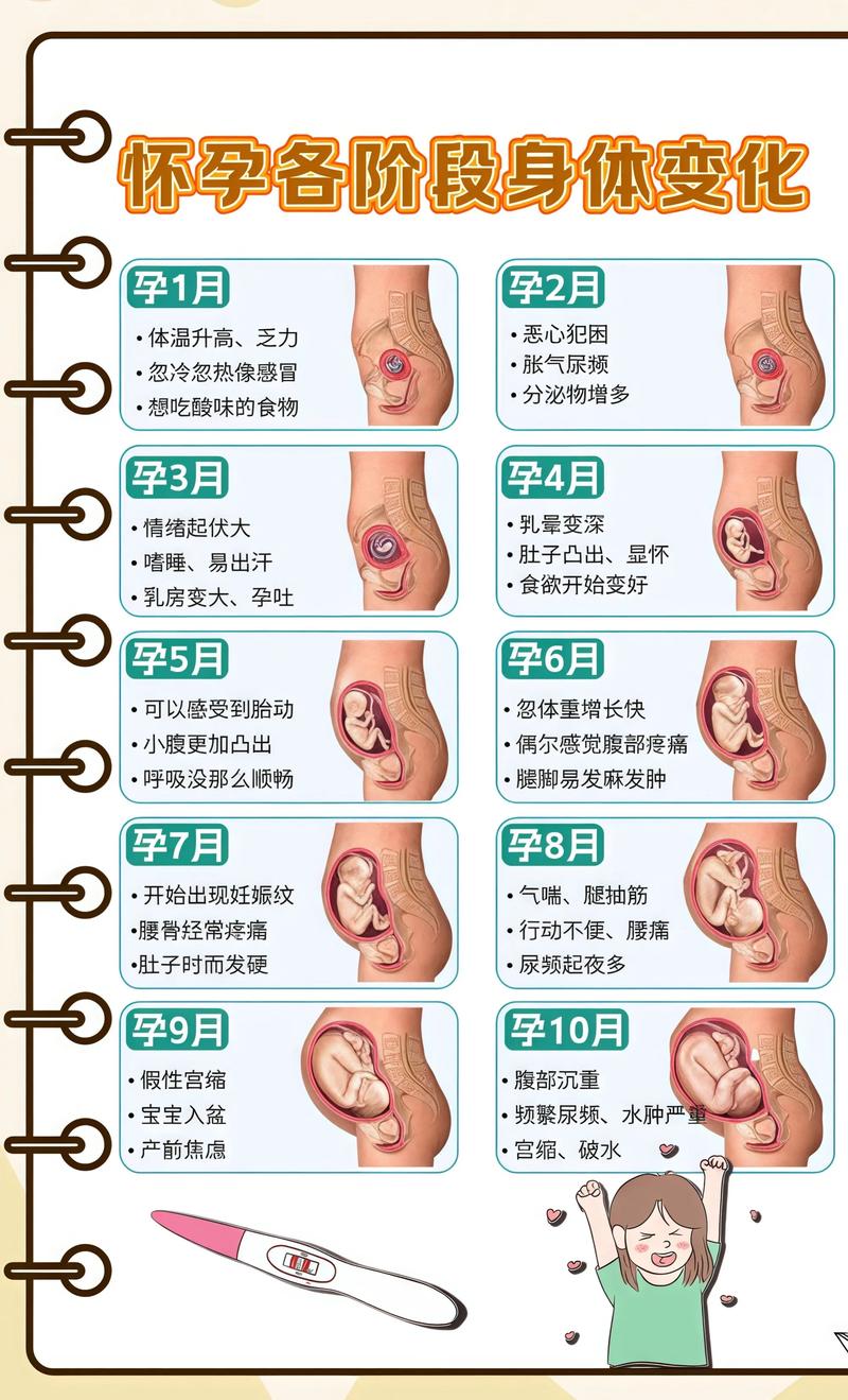 揭秘供卵代孕妈妈怀孕小腹分两节，孕期变化的奥秘石家庄代生机构: